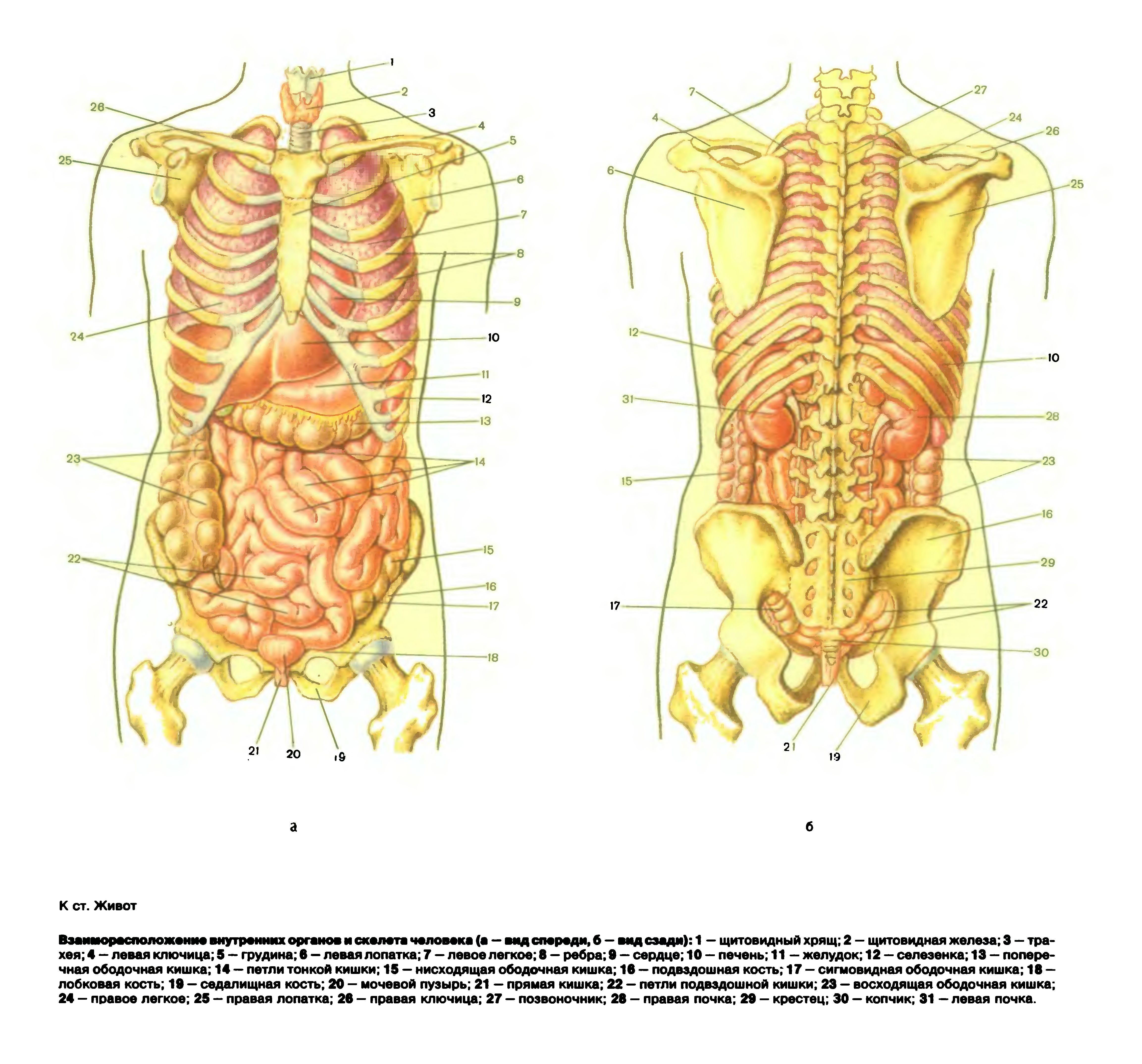  53 53 
