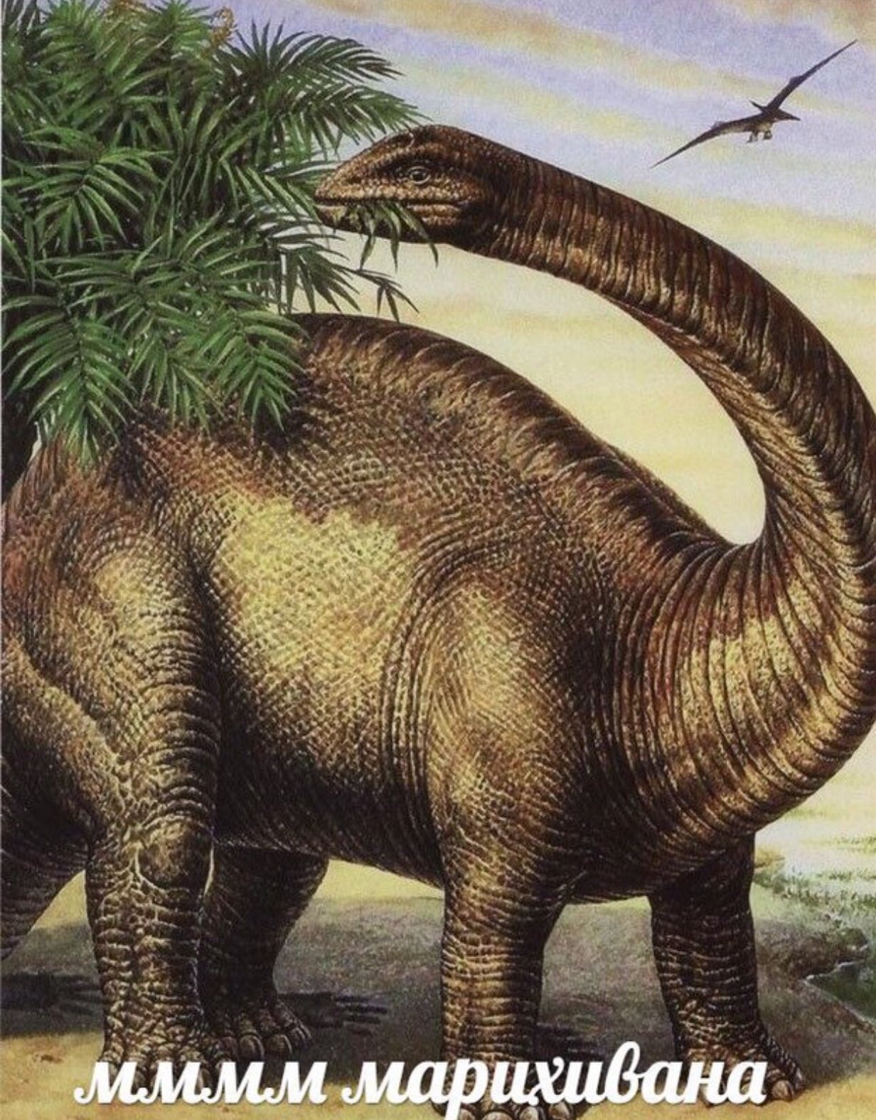  52 52 